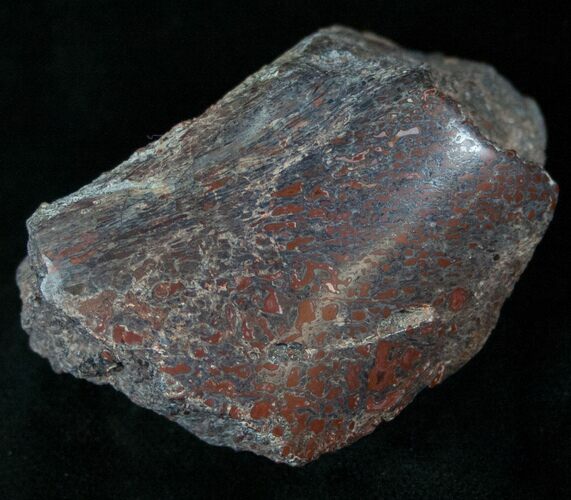 Polished Agatized Dinosaur Bone - Colorado #13528